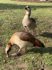 Alopochen aegyptiaca