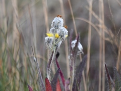 Hieracium erianthum