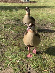 Alopochen aegyptiaca