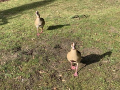 Alopochen aegyptiaca