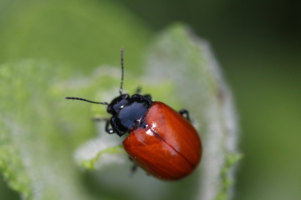 Chrysolina lucida