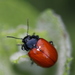 Chrysolina lucida - Photo (c) Yannick Juvé, some rights reserved (CC BY-NC), uploaded by Yannick Juvé
