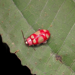 Omophoita sexnotata