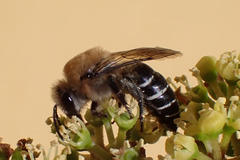 Colletes dimidiatus