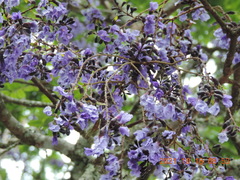 Bowdichia virgilioides