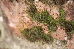 Tortula muralis muralis