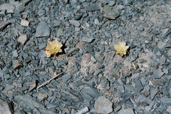 Aylostera pygmaea