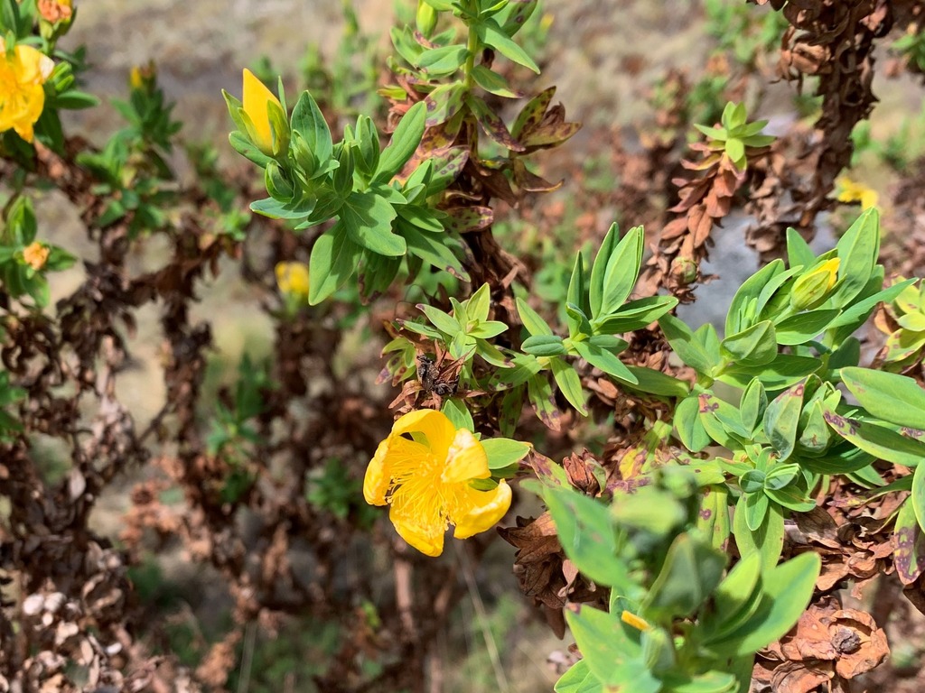 Hypericum simonsii (Hypericum simonsii)