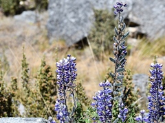 Lupinus carrikeri