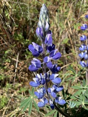 Lupinus carrikeri