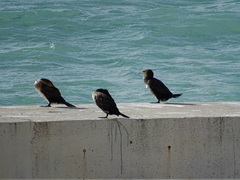 Phalacrocorax carbo