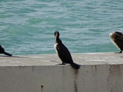 Phalacrocorax carbo