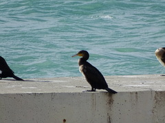 Phalacrocorax carbo