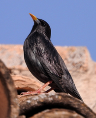 Sturnus unicolor