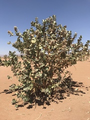 Calotropis procera image