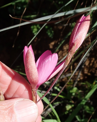 Image of Hesperantha pauciflora by no rights reserved
