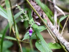 Stenostephanus