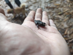 Anura