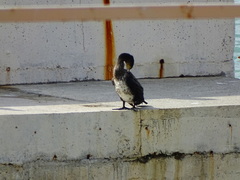 Phalacrocorax carbo