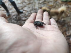 Anura