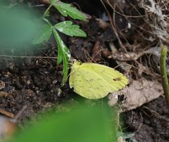 Eurema floricola
