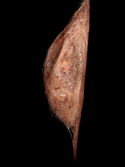 Lasiocampidae