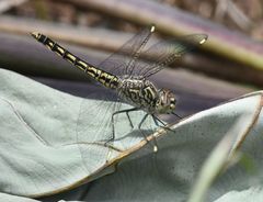Brachythemis leucosticta