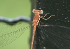 Lestes ochraceus