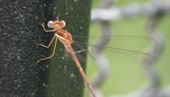 Lestes ochraceus