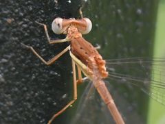 Lestes ochraceus