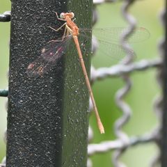 Lestes ochraceus