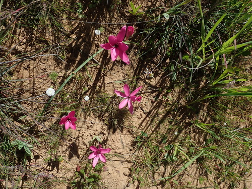 Image of Hesperantha pauciflora by no rights reserved