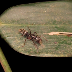 Neoponera crenata