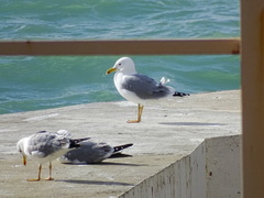 Larus michahellis