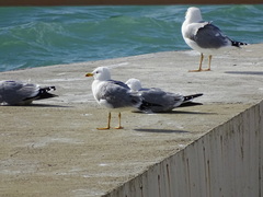 Larus michahellis
