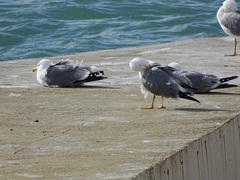 Larus michahellis