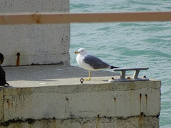 Larus michahellis