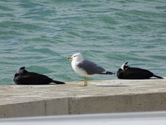 Larus michahellis