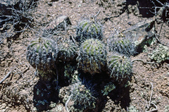 Parodia ayopayana