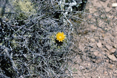 Parodia ayopayana