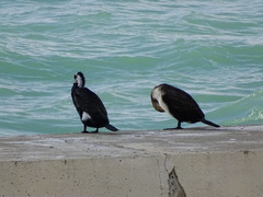 Phalacrocorax carbo
