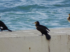 Phalacrocorax carbo