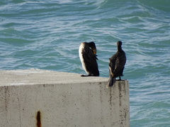 Phalacrocorax carbo