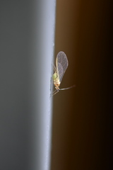 Hyperomyzus carduellinus