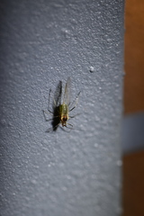 Hyperomyzus carduellinus