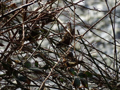 Passer domesticus