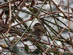 Passer domesticus