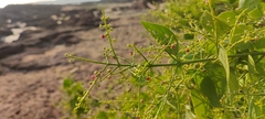 Salvadora persica