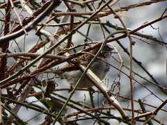 Passer domesticus