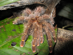 Avicularia rufa